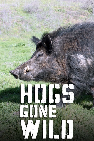 Hogs Gone Wild