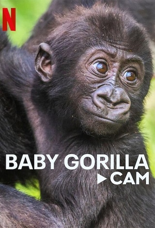 Baby Gorilla Cam